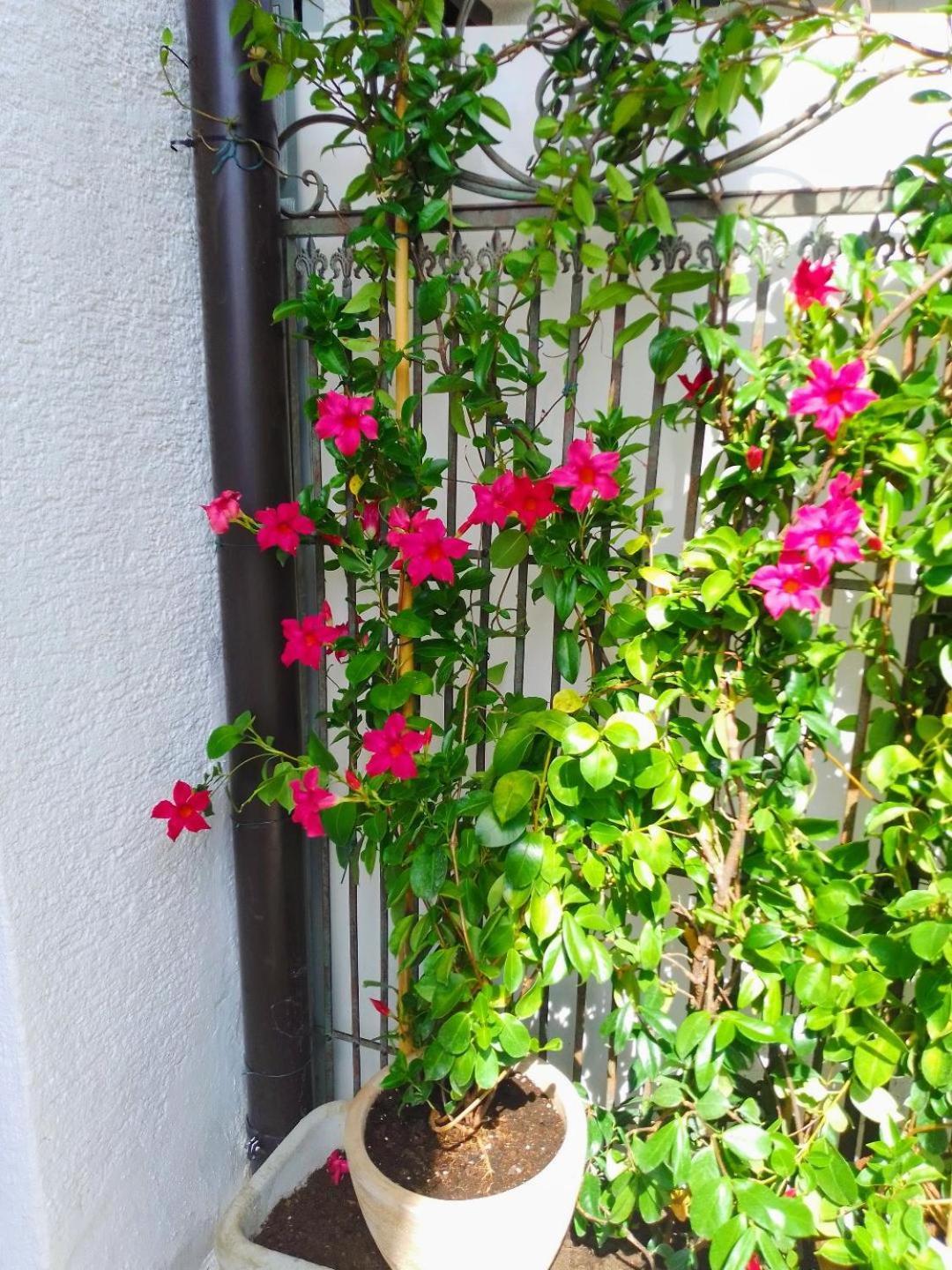 Apartmani Donna Porec Esterno foto