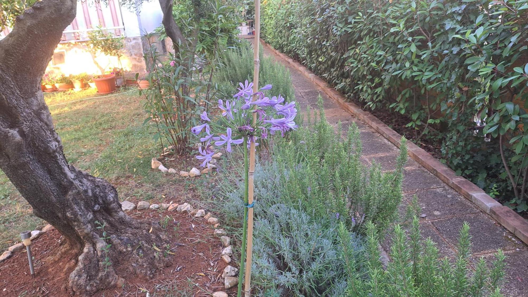 Apartmani Donna Porec Esterno foto